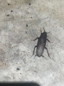 这是什么虫子 如果是蟑螂有这么大吗 