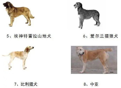 庆云县人民政府关于划定养犬重点管理区的通告