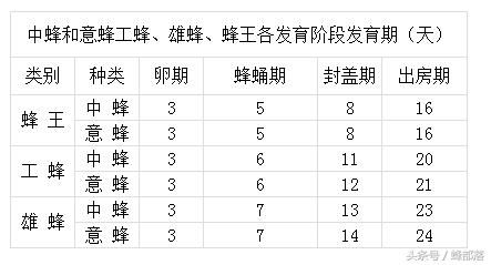 完整的蜜蜂生长发育周期表,蜂群管理必备知识