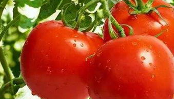 关于栽培番茄,这些冷知识须掌握,你知道多少呢