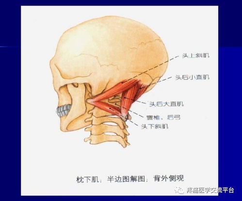 第二讲 项背部肌肉应用解剖 图文 