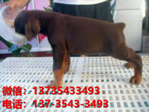 杭州宠物狗狗犬舍出售纯种杜宾犬大型犬哪里有狗市场卖狗地方在哪买狗