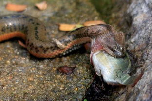 家里的鱼塘里有很多水蛇,水蛇吃鱼,有办法赶走水蛇吗