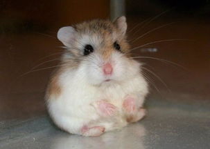 看起来像老爷爷 但它却是世界上最小的仓鼠