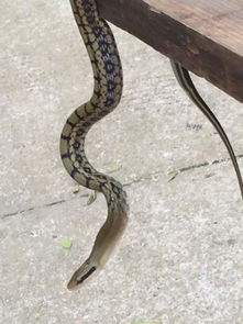 这是条什么蛇 有毒吗 