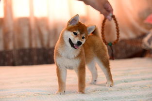 哪里有纯种的柴犬 日本柴犬什么价位 柴犬是小型犬