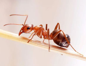 西瓜花上的蚂蚁怎么驱？