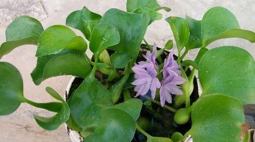 以前是入侵物种给水就疯长,现在养在家里开紫花,水葫芦也挺美