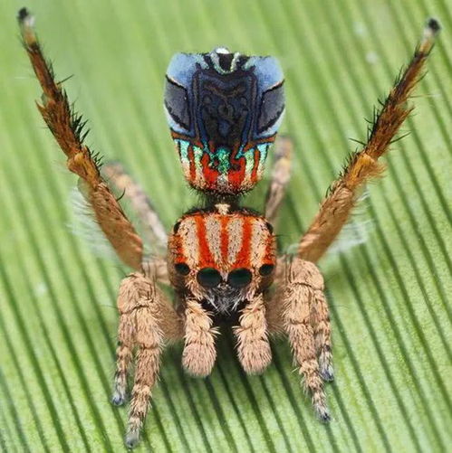 雄性孔雀蜘蛛开屏跳求爱舞,雌性非但不领情,很可能会将它吃掉