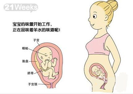 怀孕六个月女胎儿图(怀孕六个月胎儿图)