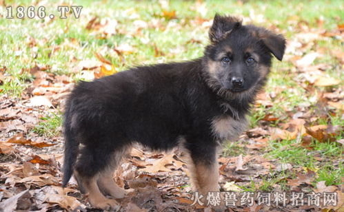 德国牧羊犬怎么配种,德国牧羊犬配种多少钱