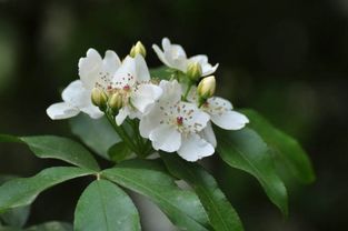 关于荼蘼花诗句