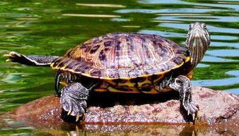 20厘米巴西龟几年了 二十年的巴西龟价值多少