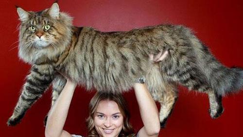 世界上体型巨大的猫