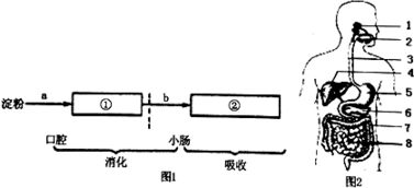 人体的消化和吸收知识问答