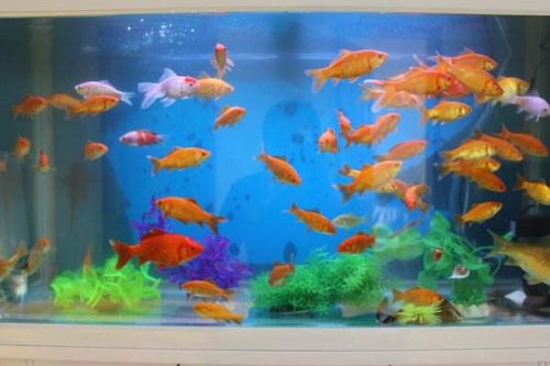 鱼缸养鱼养几条好 养鱼种类 鱼缸的摆放位置风水 禁忌
