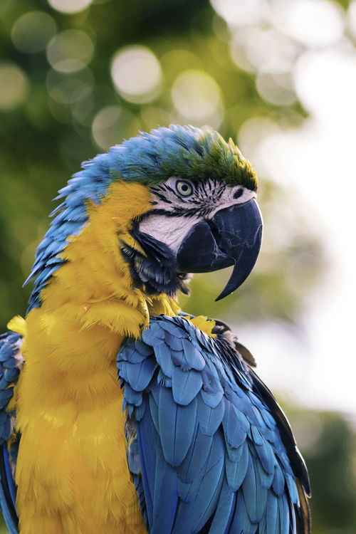 热带雨林中的鸟类大力士 金刚鹦鹉,五彩斑斓且 巧言善辩