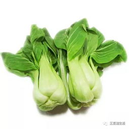 油菜为什么不能生吃(油菜可以半生不熟的吃吗)