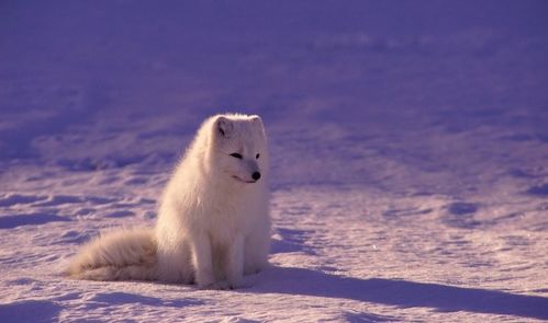 受冷空气影响,五台山的狐狸在行走中被冻成冰雕