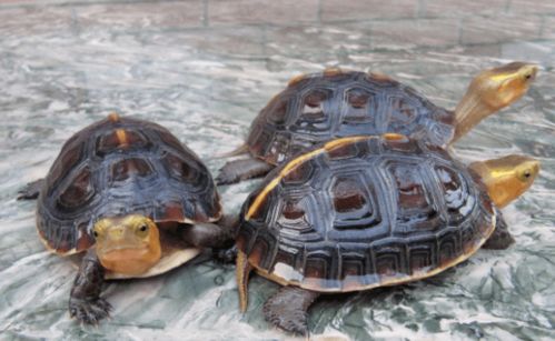 买两只黄缘龟 拘役5个月罚两千