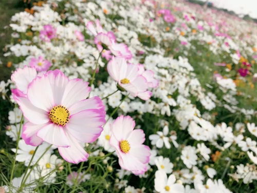 波斯菊花海邂逅法式风情 秋季鲜甜葡萄开摘 无惧冷空气,周末就出发