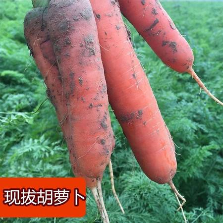 现拔超新鲜 胡萝卜新鲜现挖红萝卜河南特产蔬菜5斤3斤装沙地萝卜 邮乐网 