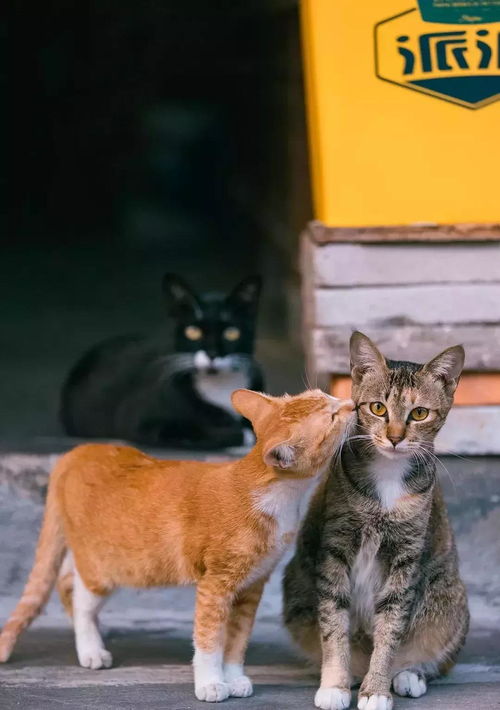 去年中国养猫人数超2000万,上海男生拍猫7年解读猫咪魅力何在