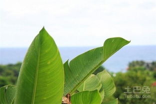 梦见芭蕉叶是什么意思(梦见芭蕉树好不好)