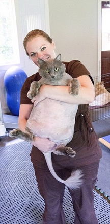 肥猫体重27斤遭多次遗弃 获救助后跑步减肥 图