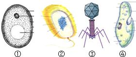 如图中的4种生物既存在明显区别,也存在共同特征.下列关于它们的叙述错误的是 A.没有细胞 