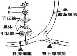 如图是人体部分组织示意图.a.b.c.d代表人体内不同激素.下列有关叙述中.错误的是 A.当人体受到寒冷刺激时.激素d与激素b起协同作用B.如果人体内激素d分泌过多时 