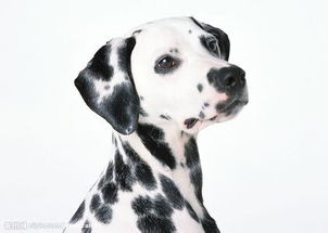 求一只可爱的小狗,毛是黑白相间尼,眼睛看人是可怜尼,宠物狗嘟嘟的照片 