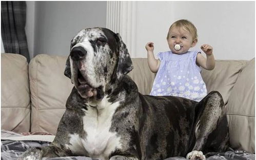 家里有宝宝就要把狗狗送走 只要注意这3点,就不用担心了