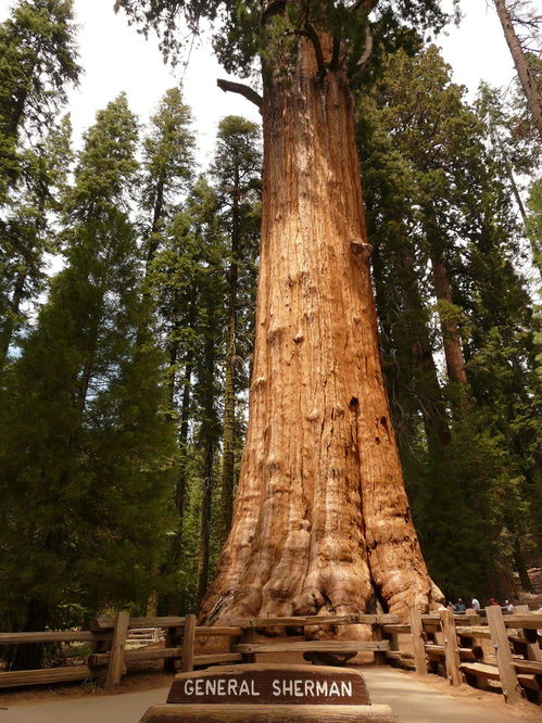 世界排名前五的 超级大树 , 都成仙了 见过一棵都算你厉害 加州 