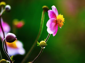 花间诗，古典韵味中的浪漫与哲思，花间诗代表什么生肖动物