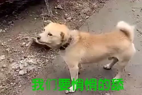 早安 各位舔狗 