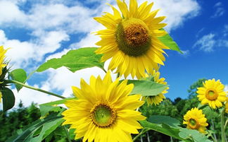 向日葵花的生长习性特点和生长环境条件,向日葵的外形？