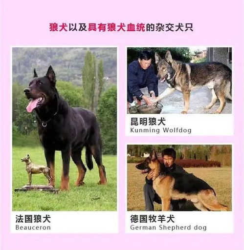 上海可以养德牧吗 可以办犬证吗 