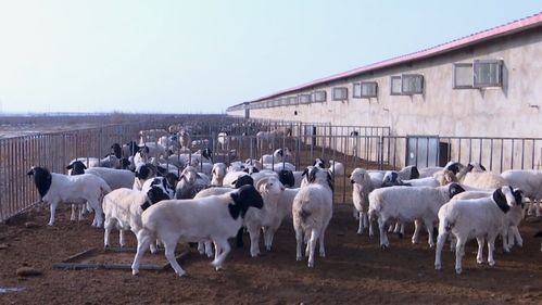 新疆阿克苏市 发展畜牧养殖产业 促进乡村振兴好 钱 景
