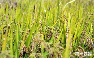 水稻种植该如何整地 水稻稻田的整地要点