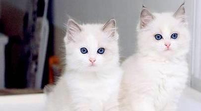 纯白猫咪有什么品种