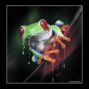Photoshop效果教程 淡色彩的可爱青蛙 