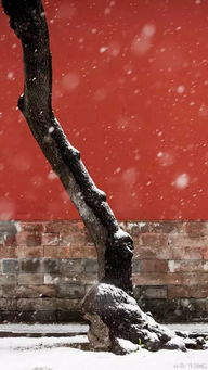 岁月从容,初心若雪 雪花 