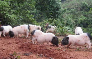 佳木斯香猪养殖主要有哪些品种