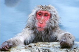 世界10大最珍稀猴族 巴西夜猴会发出诡异鸣叫 