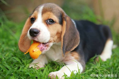 狗狗不能吃的10种水果,有些喂了,就是谋杀狗命