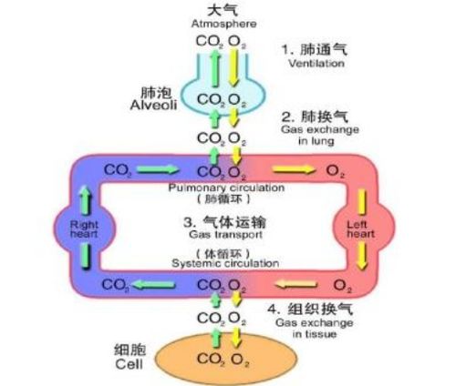 病理解剖学和病理生理学有什么区别 