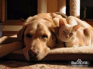 猫和狗能不能同时养 