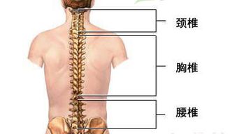 腰椎横突骨图片 搜狗图片搜索