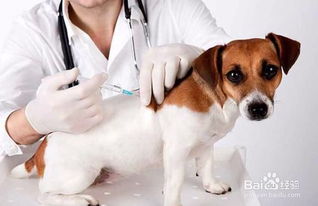幼犬接回家,疫苗应该怎么打 